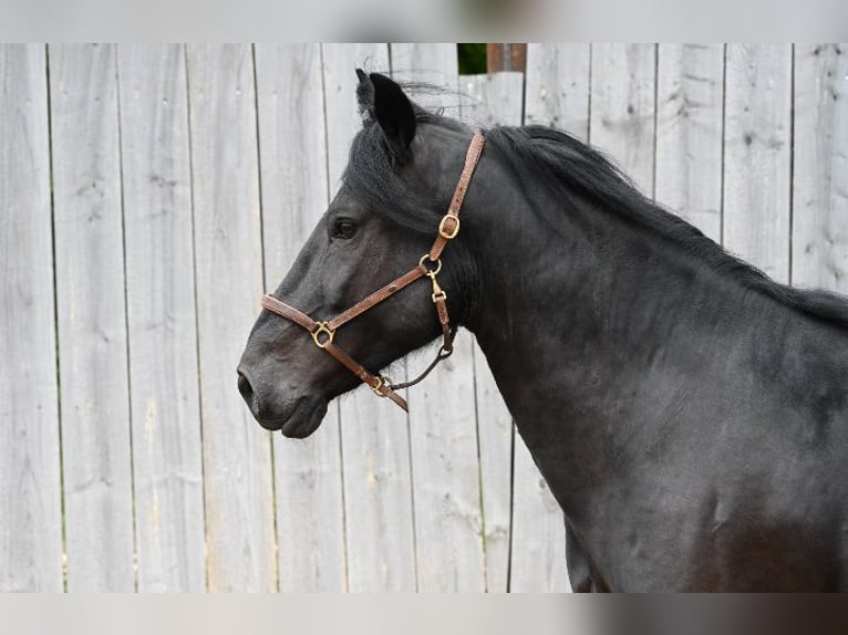 Murgese/caballo de las Murgues Caballo castrado 6 años 164 cm Negro in Nohfelden