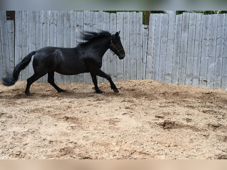 Murgese/caballo de las Murgues Caballo castrado 6 años 164 cm Negro in Nohfelden