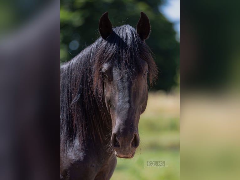 Murgese/caballo de las Murgues Caballo castrado 6 años 164 cm Negro in Nohfelden