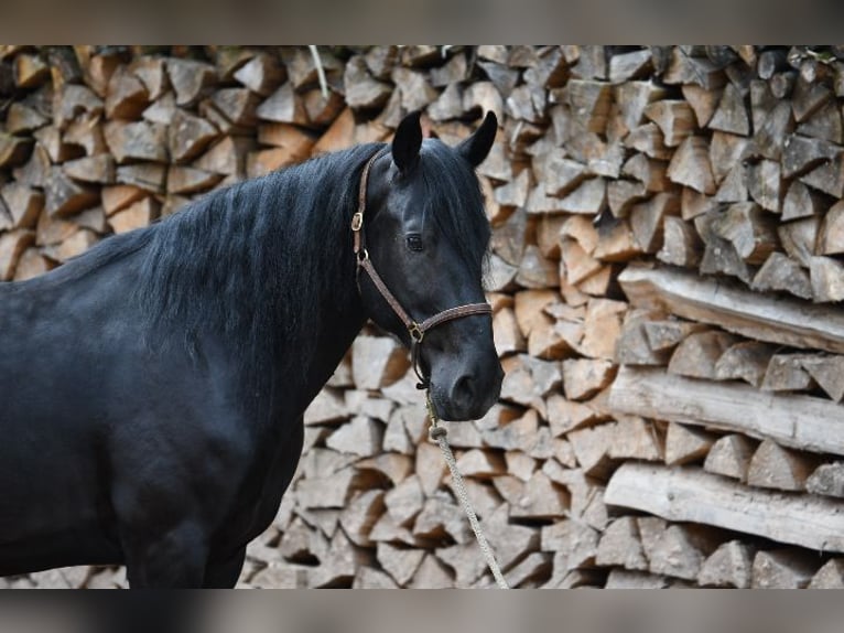 Murgese/caballo de las Murgues Caballo castrado 6 años 164 cm Negro in Nohfelden