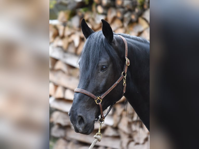 Murgese/caballo de las Murgues Caballo castrado 6 años 164 cm Negro in Nohfelden