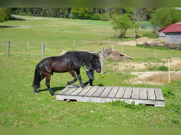 Murgese/caballo de las Murgues Caballo castrado 8 años 165 cm Negro in Gmund am Tegernsee