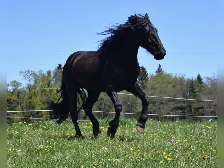 Murgese/caballo de las Murgues Caballo castrado 8 años 165 cm Negro in Gmund am Tegernsee