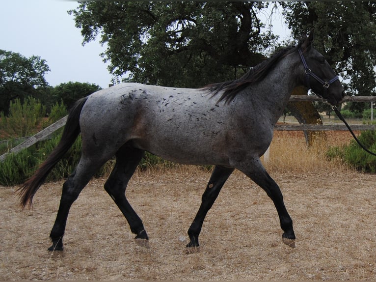 Murgese/caballo de las Murgues Semental 2 años 154 cm Ruano azulado in Murgia