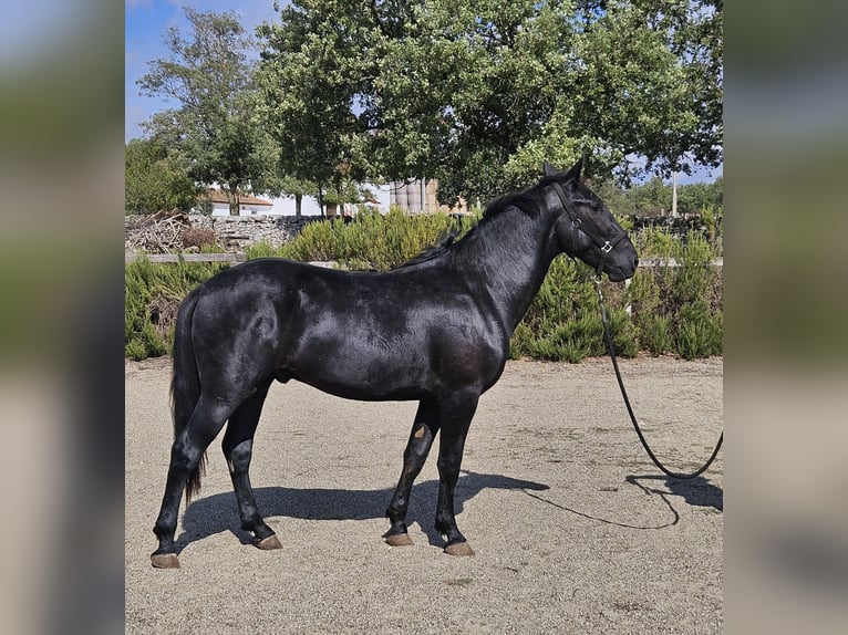 Murgese/caballo de las Murgues Semental 2 años 159 cm Negro in Gioia del Colle