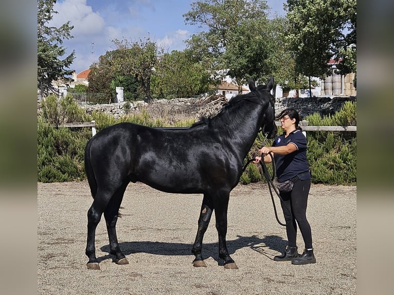 Murgese/caballo de las Murgues Semental 2 años 159 cm Negro in Gioia del Colle