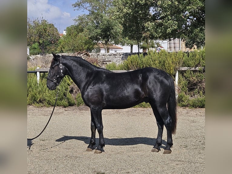 Murgese/caballo de las Murgues Semental 2 años 159 cm Negro in Gioia del Colle