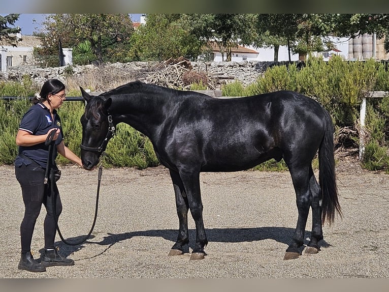 Murgese/caballo de las Murgues Semental 2 años 159 cm Negro in Gioia del Colle