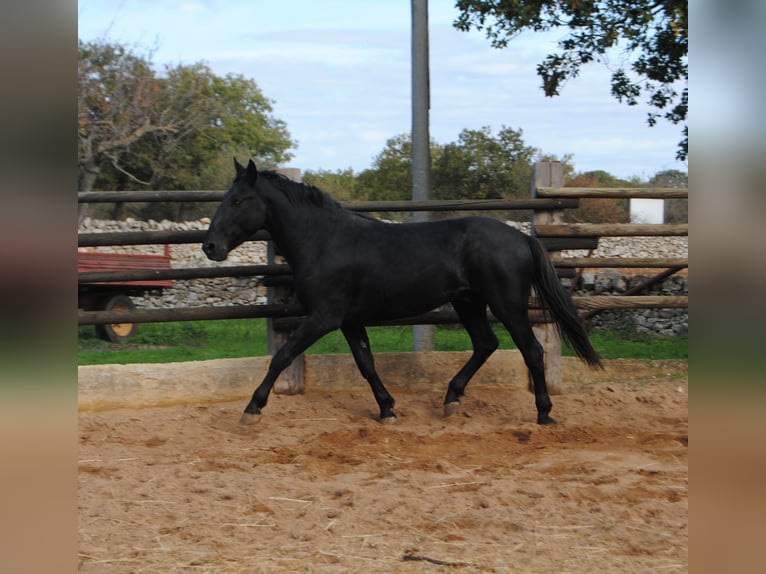 Murgese/caballo de las Murgues Semental 2 años 160 cm Negro in Gioia del Colle