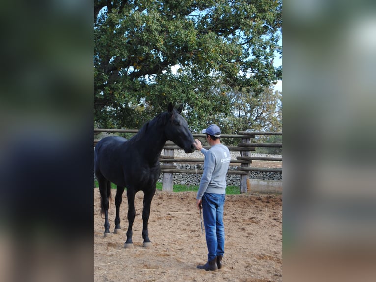 Murgese/caballo de las Murgues Semental 2 años 160 cm Negro in Gioia del Colle