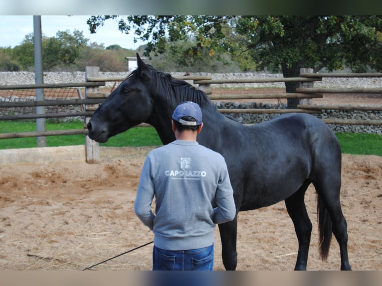 Murgese/caballo de las Murgues Semental 2 años 160 cm Negro in Gioia del Colle