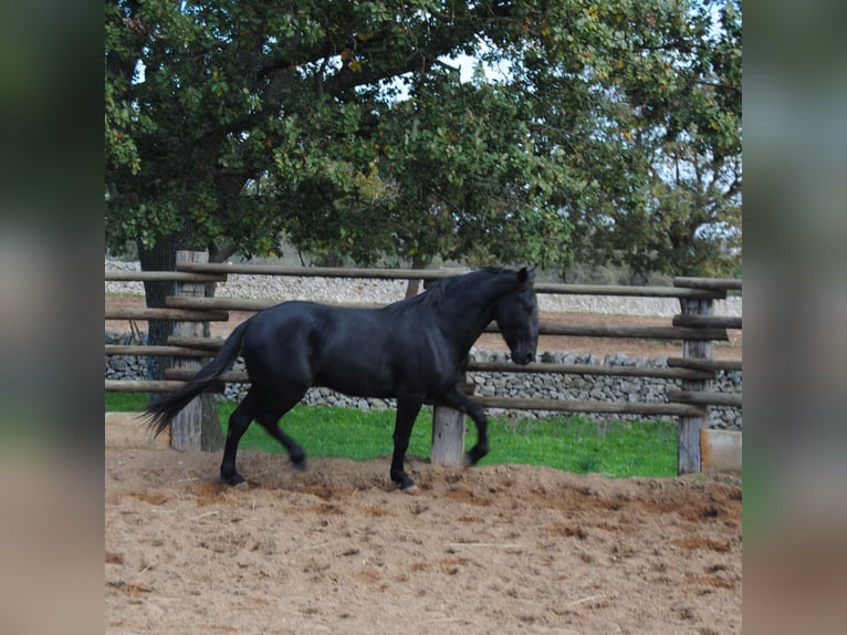 Murgese/caballo de las Murgues Semental 2 años 160 cm Negro in Gioia del Colle