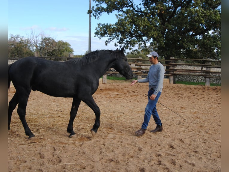 Murgese/caballo de las Murgues Semental 2 años 160 cm Negro in Gioia del Colle