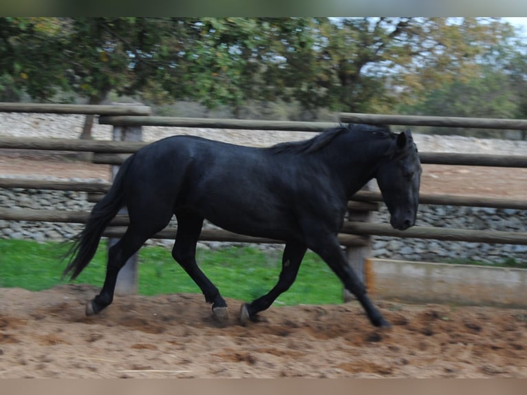 Murgese/caballo de las Murgues Semental 2 años 160 cm Negro in Gioia del Colle