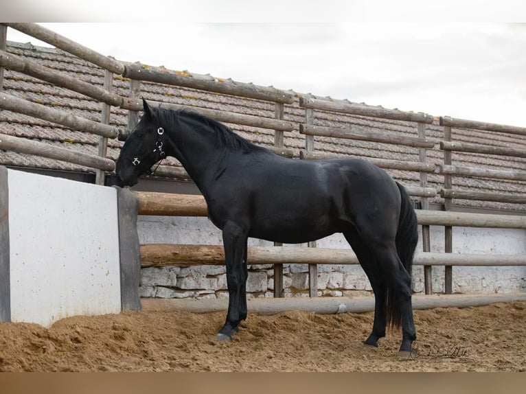 Murgese/caballo de las Murgues Semental 2 años 160 cm Negro in Noci