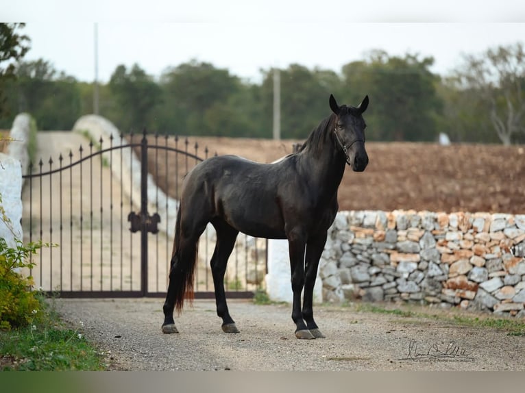 Murgese/caballo de las Murgues Semental 2 años 160 cm Negro in Noci