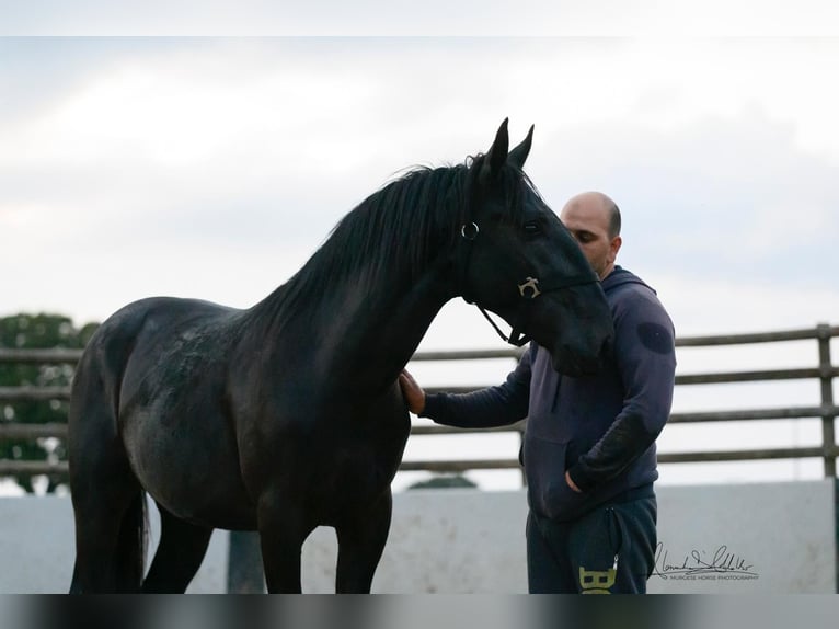 Murgese/caballo de las Murgues Semental 2 años 160 cm Negro in Noci