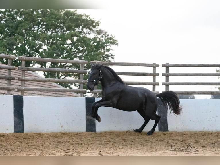 Murgese/caballo de las Murgues Semental 2 años 160 cm Negro in Noci