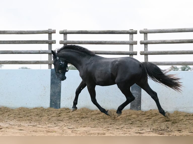 Murgese/caballo de las Murgues Semental 2 años 160 cm Negro in Noci