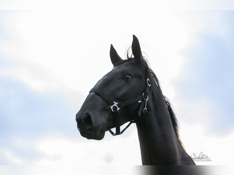 Murgese/caballo de las Murgues Semental 2 años 160 cm Negro in Noci