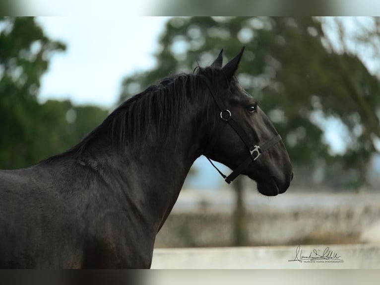 Murgese/caballo de las Murgues Semental 2 años 160 cm Negro in Noci