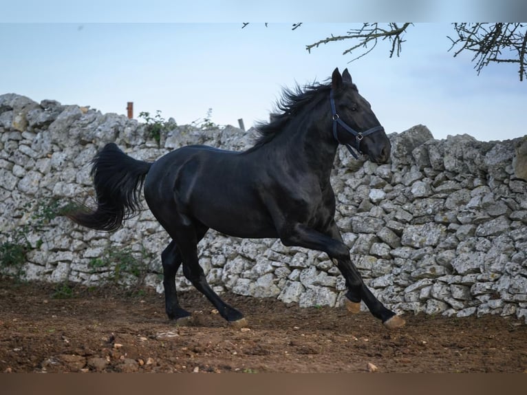 Murgese/caballo de las Murgues Semental 2 años 162 cm Negro in Martina Franca