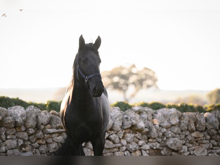 Murgese/caballo de las Murgues Semental 2 años 162 cm Negro in Martina Franca