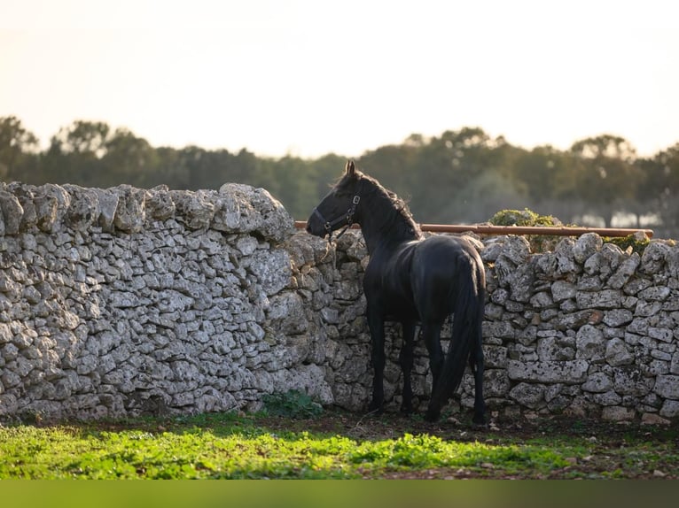 Murgese/caballo de las Murgues Semental 2 años 162 cm Negro in Martina Franca