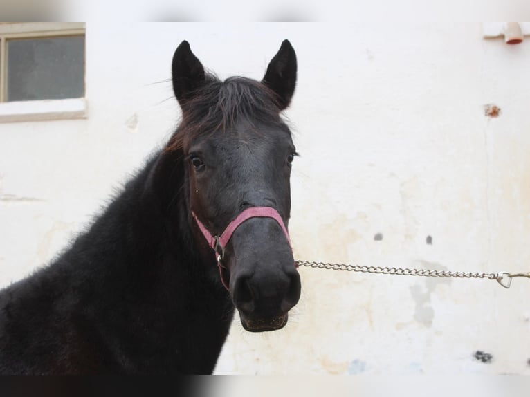 Murgese/caballo de las Murgues Semental 2 años 163 cm Negro in Wels