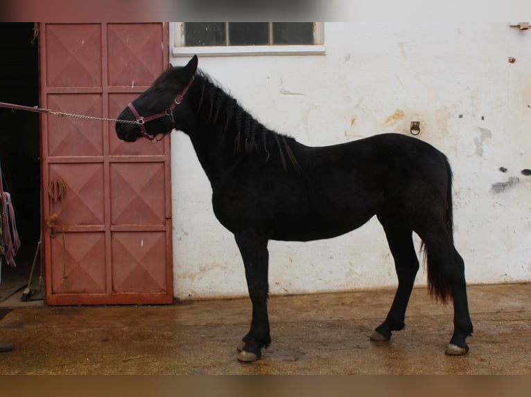 Murgese/caballo de las Murgues Semental 2 años 163 cm Negro in Wels