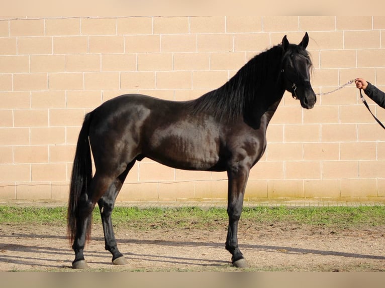 Murgese/caballo de las Murgues Semental 2 años 165 cm Negro in Martina Franca