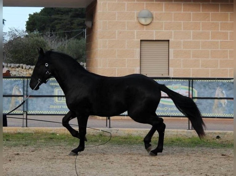 Murgese/caballo de las Murgues Semental 2 años 165 cm Negro in Martina Franca