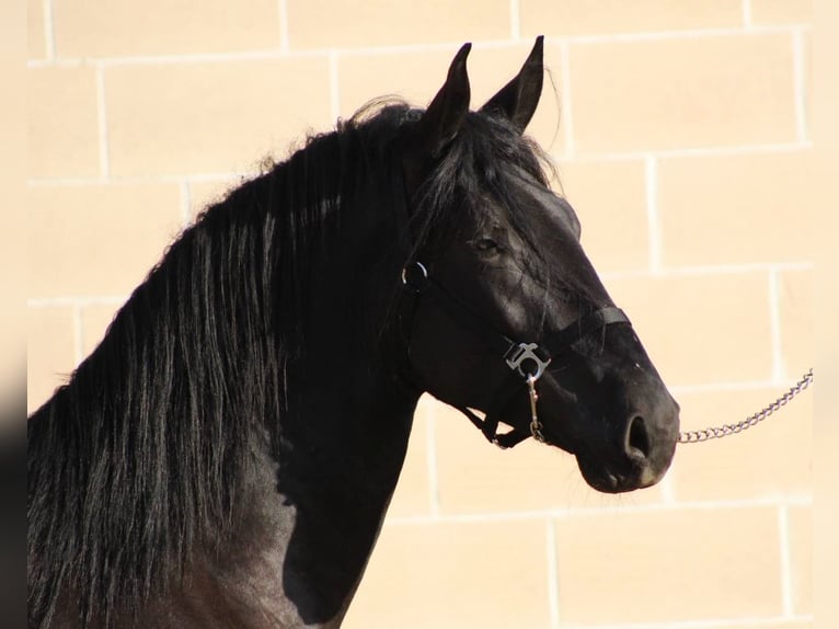 Murgese/caballo de las Murgues Semental 2 años 165 cm Negro in Martina Franca