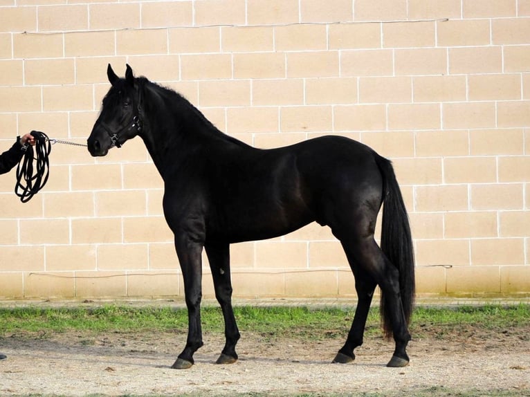 Murgese/caballo de las Murgues Semental 2 años 165 cm Negro in Martina Franca