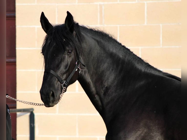 Murgese/caballo de las Murgues Semental 2 años 165 cm Negro in Martina Franca