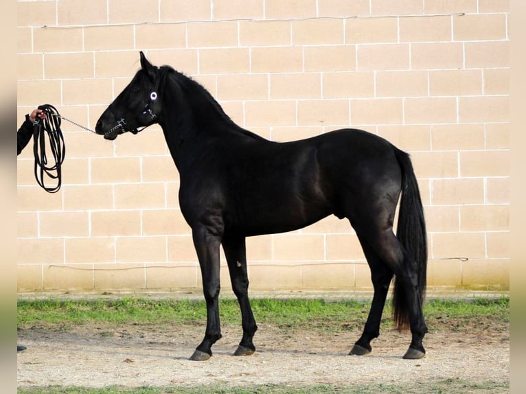 Murgese/caballo de las Murgues Semental 2 años 165 cm Negro in Martina Franca