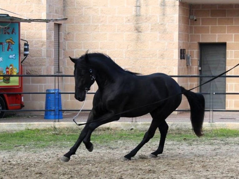 Murgese/caballo de las Murgues Semental 2 años 165 cm Negro in Martina Franca