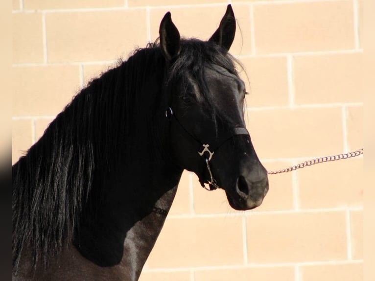 Murgese/caballo de las Murgues Semental 2 años 165 cm Negro in Martina Franca