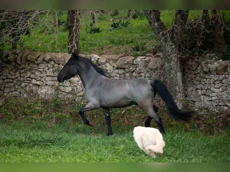 Murgese/caballo de las Murgues Semental 3 años 152 cm Ruano azulado in Wahlenau