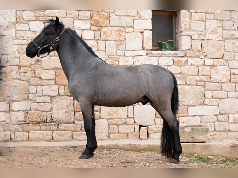 Murgese/caballo de las Murgues Semental 3 años 152 cm Ruano azulado in Wahlenau