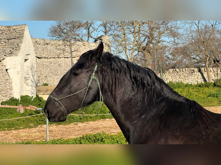 Murgese/caballo de las Murgues Semental 3 años 158 cm Negro in Martina Franca