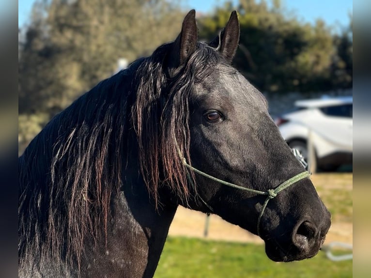 Murgese/caballo de las Murgues Semental 3 años 158 cm Negro in Martina Franca