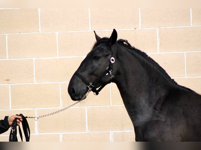 Murgese/caballo de las Murgues Semental 3 años 158 cm Negro in Martina Franca