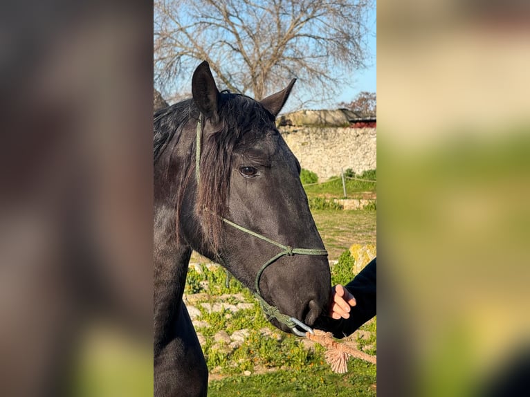 Murgese/caballo de las Murgues Semental 3 años 158 cm Negro in Martina Franca