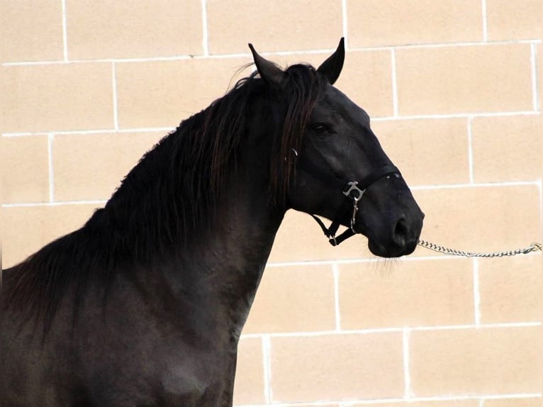 Murgese/caballo de las Murgues Semental 3 años 158 cm Negro in Martina Franca