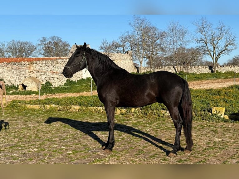 Murgese/caballo de las Murgues Semental 3 años 158 cm Negro in Martina Franca