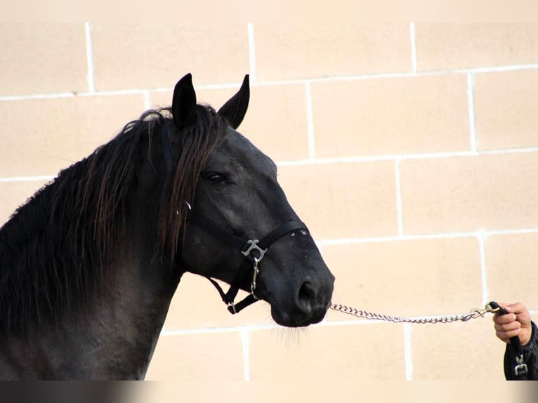 Murgese/caballo de las Murgues Semental 3 años 158 cm Negro in Martina Franca