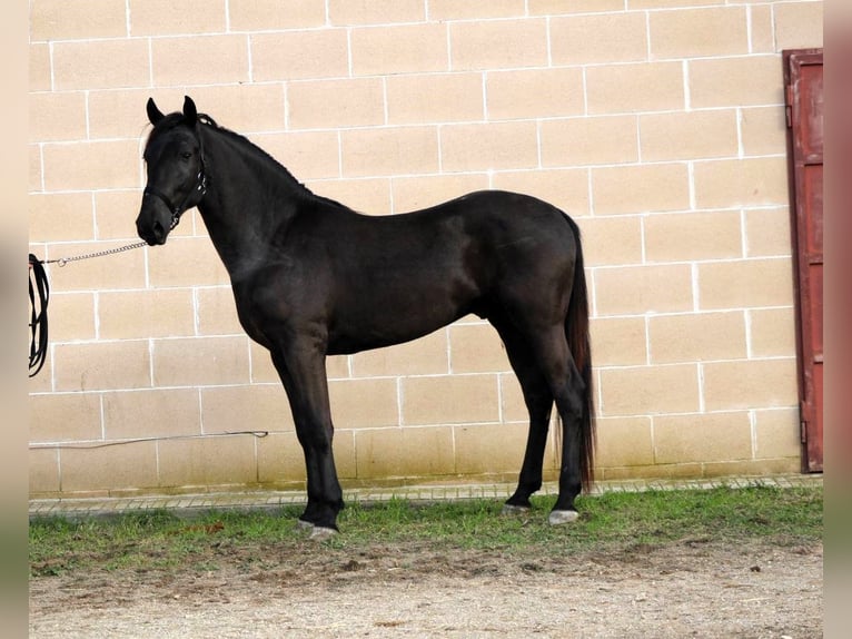 Murgese/caballo de las Murgues Semental 3 años 158 cm Negro in Martina Franca