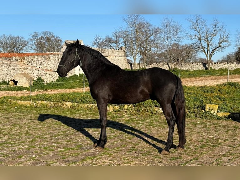 Murgese/caballo de las Murgues Semental 3 años 158 cm Negro in Martina Franca