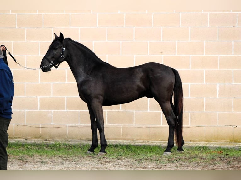 Murgese/caballo de las Murgues Semental 3 años 158 cm Negro in Martina Franca